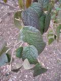 Alleghany Viburnum / Viburnum x rhytidophylloides 